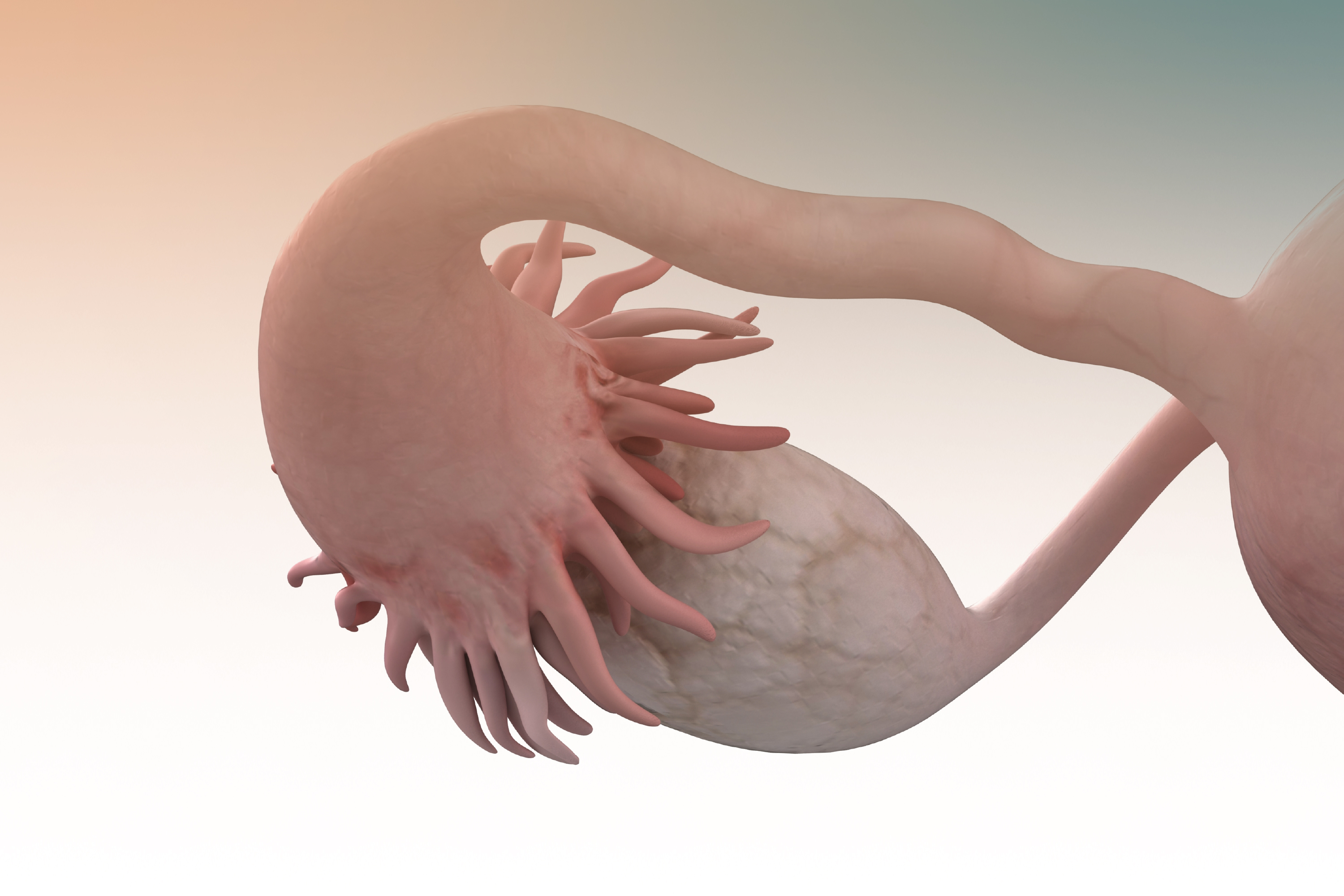Reserva ovariana: o que é e qual a relação com a fertilidade?