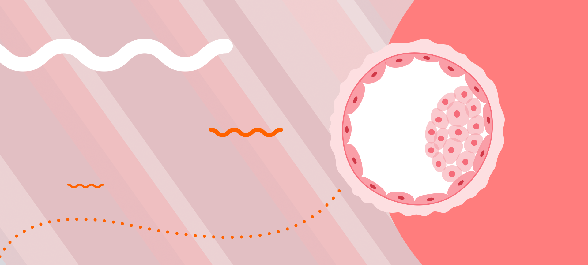 Receptividade endometrial: o que é e qual sua função na fertilidade?