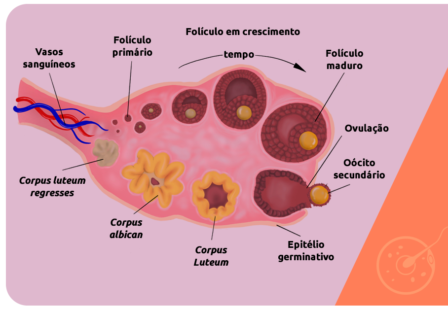 Saiba a importância da sua reserva ovariana - Clínica Reproduce
