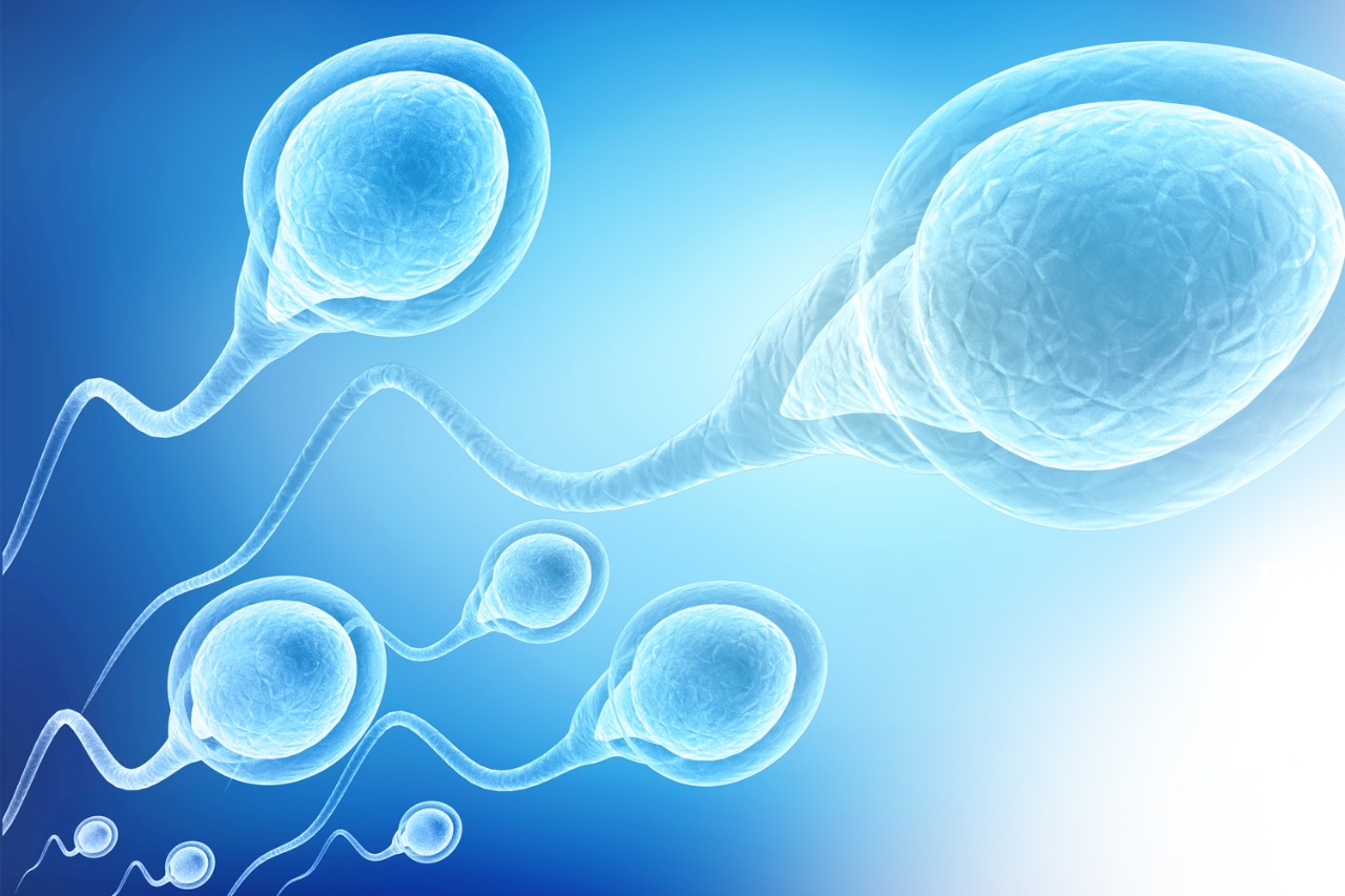 O que é espermatozoide?